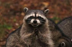 evil-plotting-raccoon